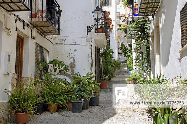 Picturesque lane decorated with potted plants  old town of Peniscola  Costa Azahar  Spain  Europe