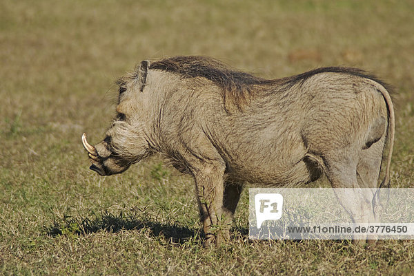 Ein Warzenschwein(Phacochoerus) im Addo National Park Südafrika  Africa