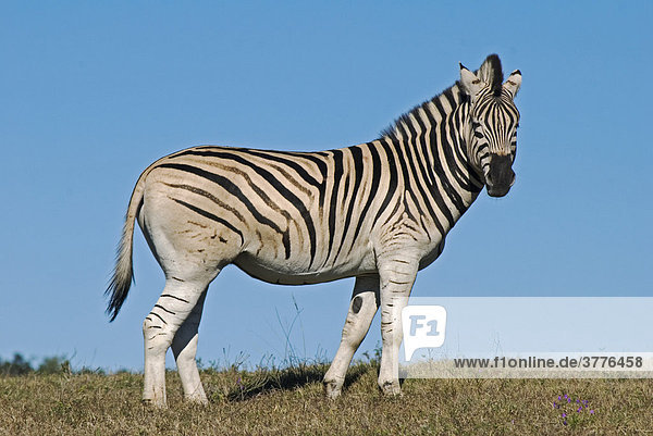 Zebra (Equus quagga) im Addo Nationalpark Südafrika