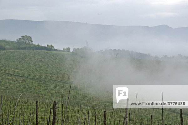 Weingarten im Nebel  Umbrien  Italien
