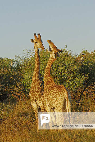 Giraffen ( Giraffa camelopardials) im St. Lucia Wetland  Phinda Private Game Reserve  Südafrika
