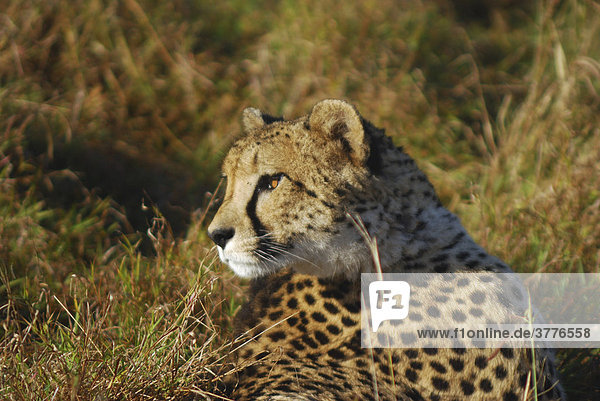 Gepard im St. Lucia Wetland  Phinda Private Game Reserve  Südafrika
