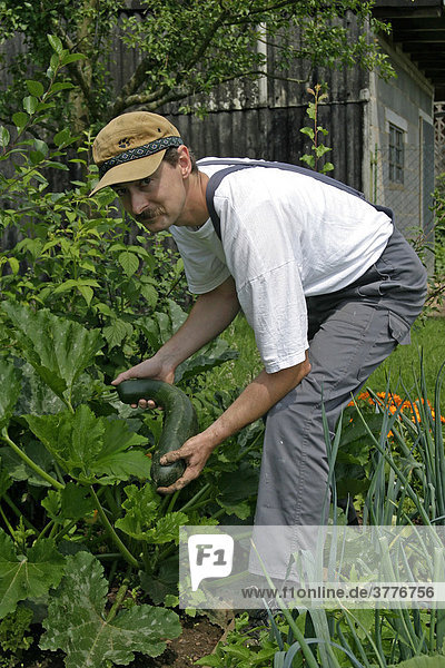 Gardener works in an ecological country garden  growing of vegetables in the own garden