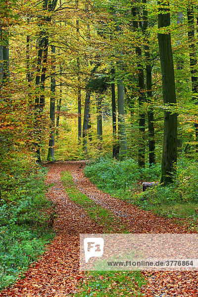 Waldweg durch einen herbstlich gefärbten Buchenwald (Fagus sylvatica)  Westerwald  Hessen  Deutschland