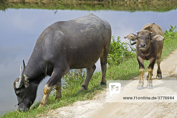 Water buffalos [Bubalus bubalis]  Vietnam  Asia