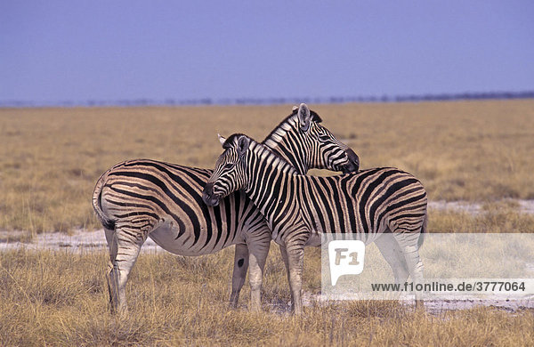 Plains Zebras (Equus quagga) Namibia  Africa