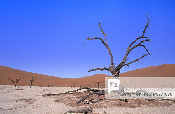 Toter Baum  Deadvlei  Namib-Wüste  Namibia  Afrika