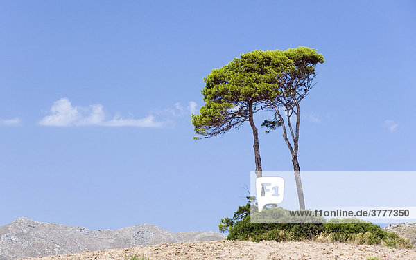 Landscape near Arta  Mallorca  Balearics  Spain