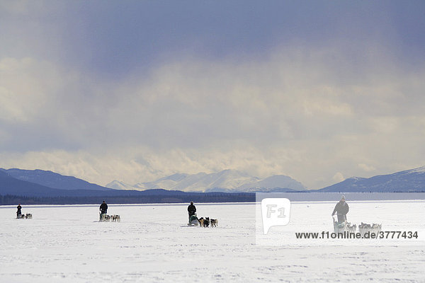 Dog teams with musher  dog sleds  four  frozen Lake Laberge  Yukon Territory  Canada