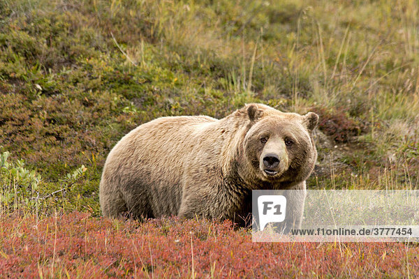 Grizzlybär  Ursus arctos horribilis  Männchen  Denali National Park  Alaska  USA