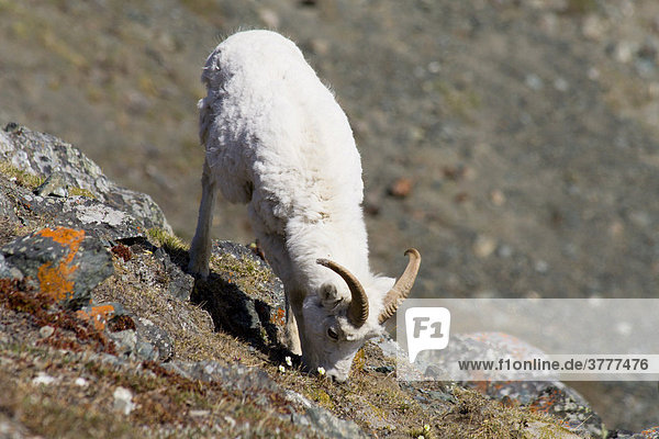 Dall-Schaf  Alaska-Schneeschaf  grasend  Ovis dalli  yonger Widder  Sheep Mountain  St. Elias Gebirge  Kluane National Park  Yukon Territorium  Kanada