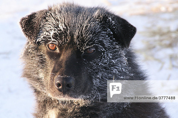 Schlittenhund  schwarz  Porträt  vereist  Yukon Territorium  Kanada