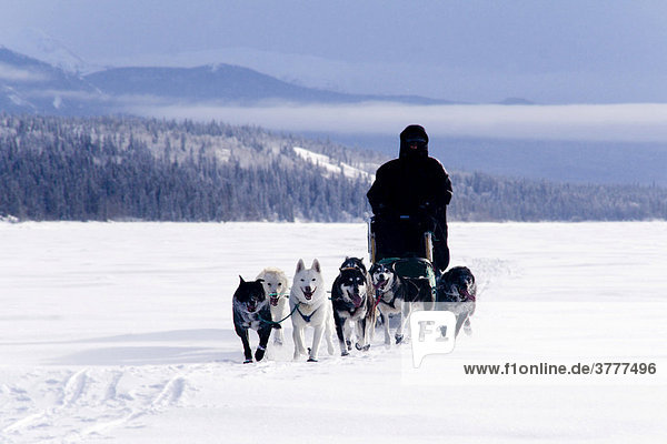 Schlittenhunde-Gespann mit Hundeschlittenführer  Lake Laberge  Yukon Territorium  Kanada