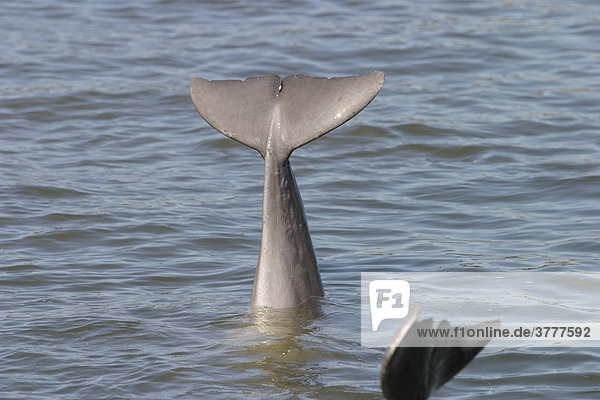 Flosse eines Delphins  Florida  USA