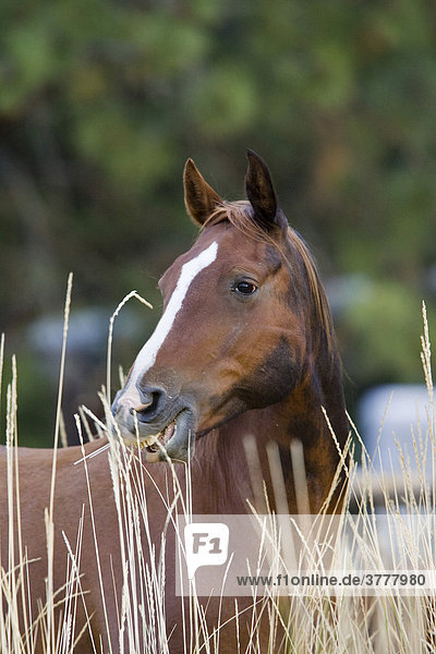 Pferd im Wilden Westen Oregon USA