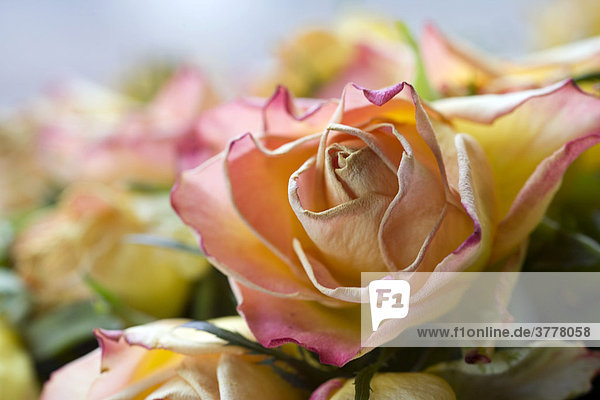 Detail einer welkenden Rose