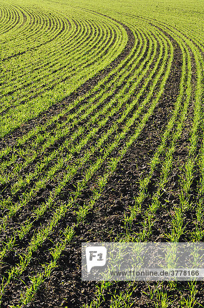 Wheat shoots in a field  Triticum aestivum