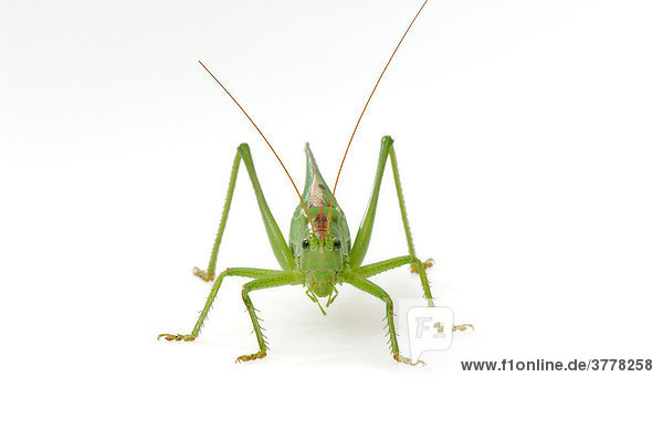 Bush-cricket (Tettigonia viridissima)