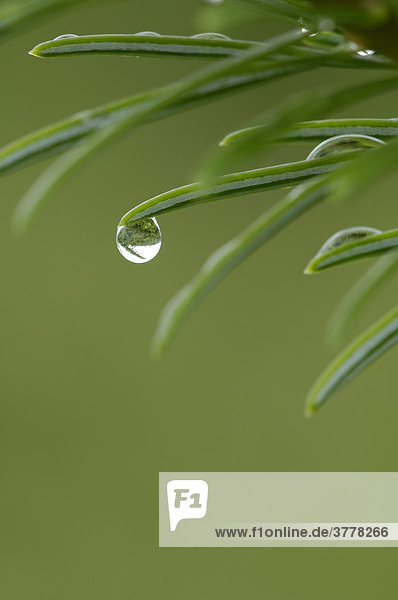 Fir needles with water drop