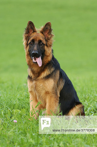 Alsatian sitting