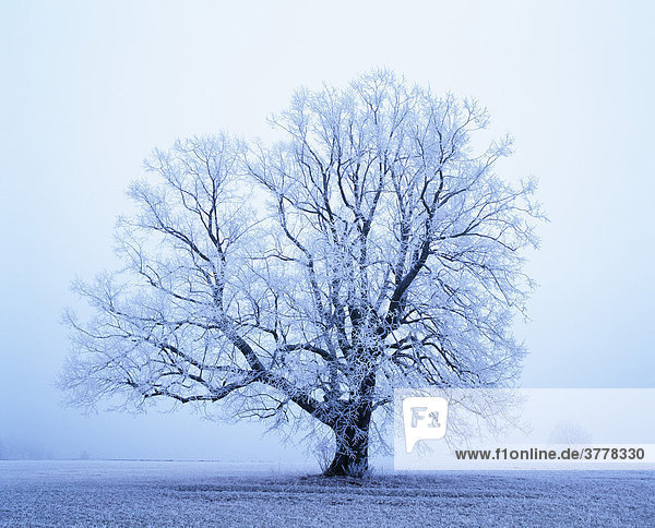English Oak Quercus robur