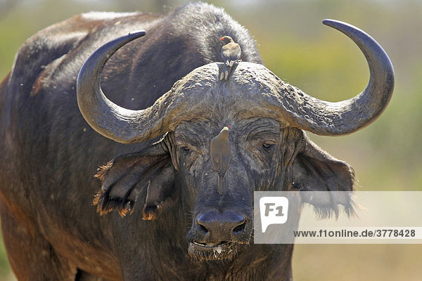 Kaffernbüffel mit Madenhacker  Krüger Nationalpark  Südafrika  Afrika