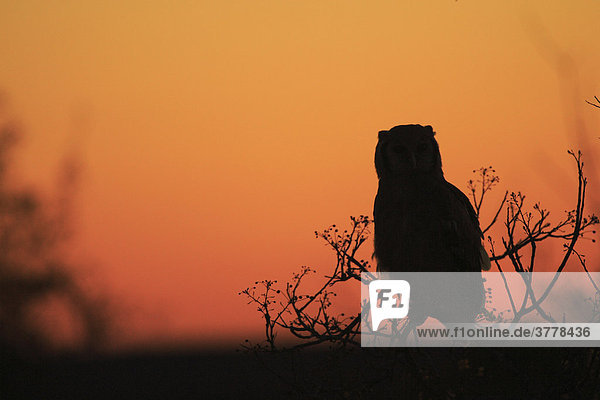 Eule auf einem Ast im Sonnenuntergang  Krüger Nationalaprk Südafrika  Afrika