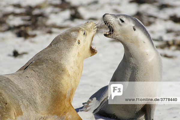 2 arguing sea lions  Seal Bay  Kangaroo Island  South Australia  Australia