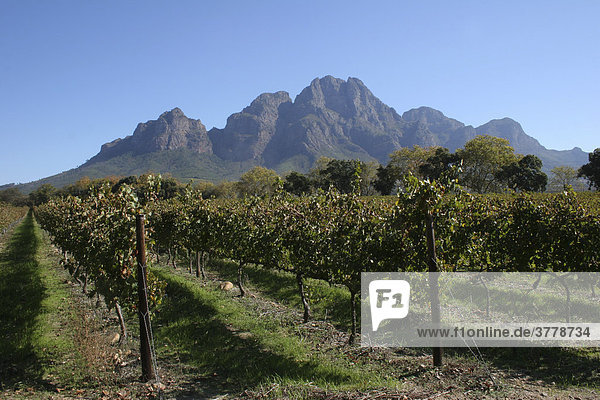 Weingut in Stellenbosch  Südafrika