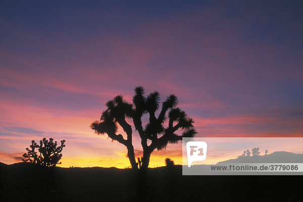 Josuabaeume in der Morgendaemmerung  Joshua Tree Park  Kalifornien  USA / (Yucca brevifolia)