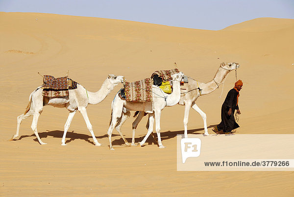 Tuareg geht mit Kamelen durch die Wüste Mandara Libyen