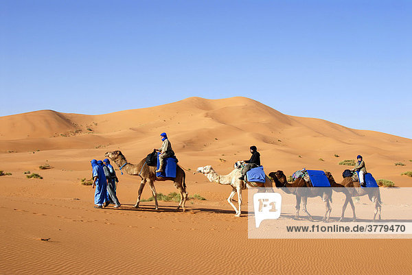 Vier Kamele mit Reitern vor großer Sanddüne Erg Chebbi Merzouga Marokko