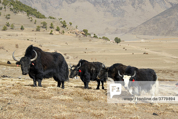 Yaks in front of forest of old juniper Juniperus trees at Reting monastery Tibet China