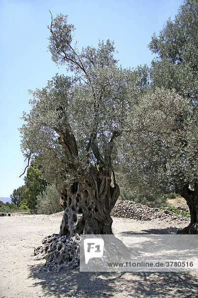 Olivenbaum in Gortys  Kreta  Griechenland