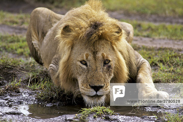 Trinkender männlicher Löwe (Panthera leo)  Masai Mara  Kenia  Afrika