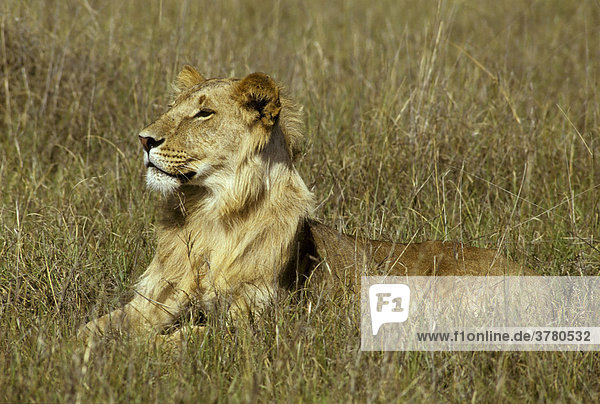 Young male lion (Panthera leo) sitting in high grass  Masai Mara  Kenya  Africa