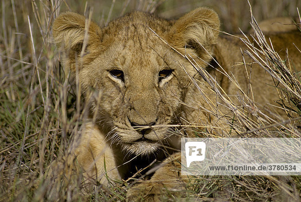 Kleiner Löwe (Panthera leo ) im trockenen Gras  Masai Mara  Kenia  Afrika