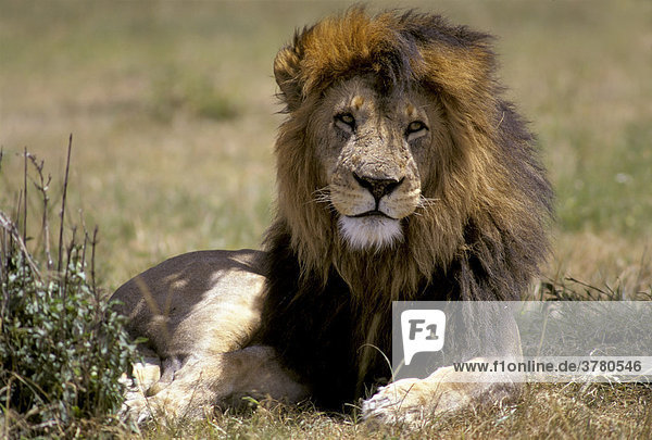 Männlicher Löwe (Panthera leo)  Masai Mara  Kenia  Afrika