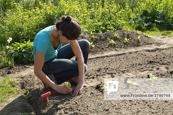 Junge Frau bei der Gartenarbeit  Pflanzung von Salat Lactuca sativa