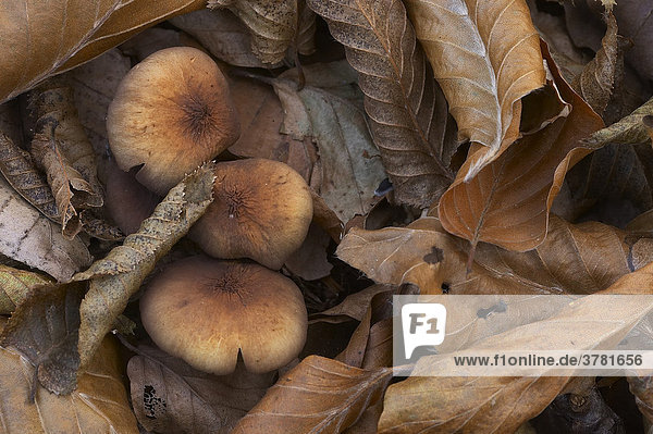 Pilze im Herbstlaub
