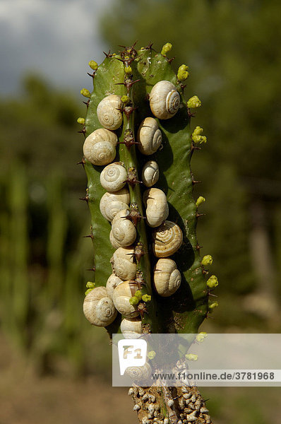 Schnecken auf Kaktus  Porreres  Mallorca  Spanien