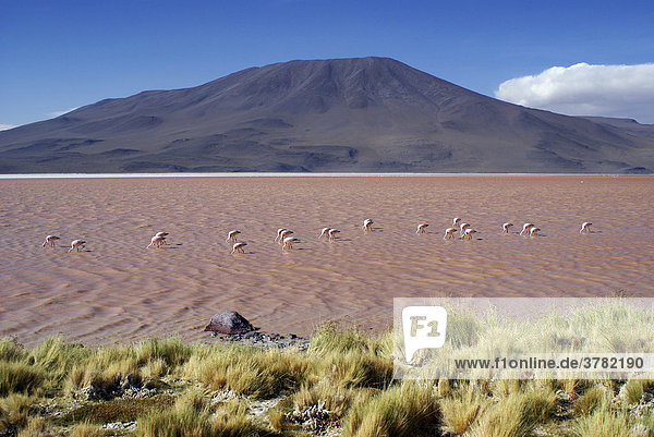Laguna Colorada with Andean Flamingos (Phoenicopterus andinus)  Uyuni Highlands  Bolivia