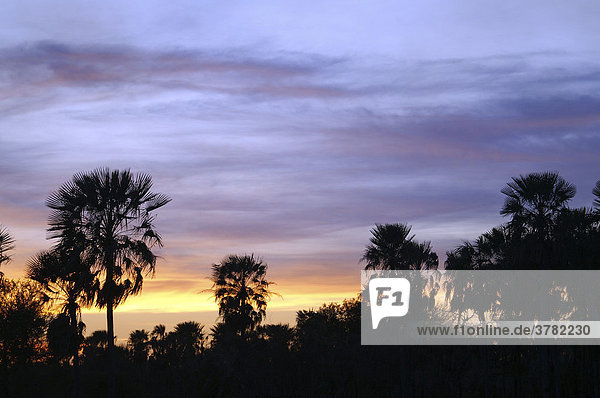 Palmsavanne bei Sonnenuntergang  Gran Chaco  Paraguay