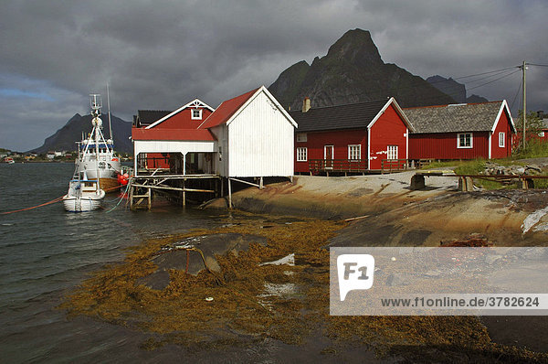 Fischerboote bei bunten Rorbuer (Fischerhütten) in Reine  Lofoten  Norwegen