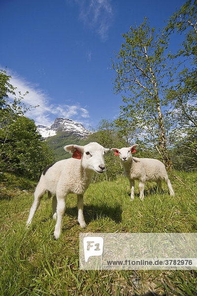 Lambs (Ovis gmelini aries)