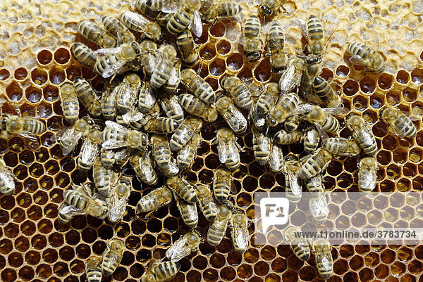 Bienen der Art apis mellifera ssp. carnica auf gefüllter Honigwabe. Gedeckelte Honigzellen im oberen Bildausschnitt