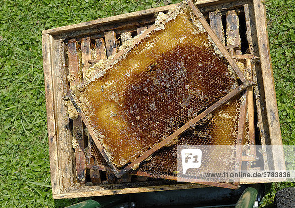 Frisch ausgeschleuderte Honigwaben mit honigresten