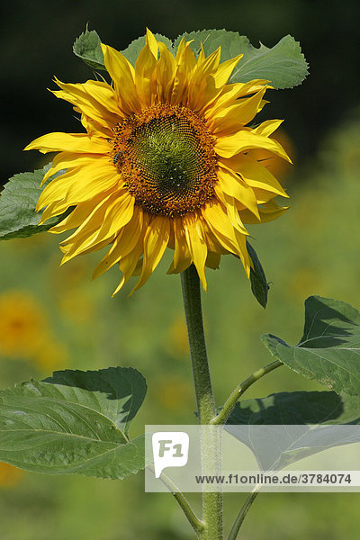 Gewöhnliche Sonnenblume - Blüte - (Helianthus annuus)