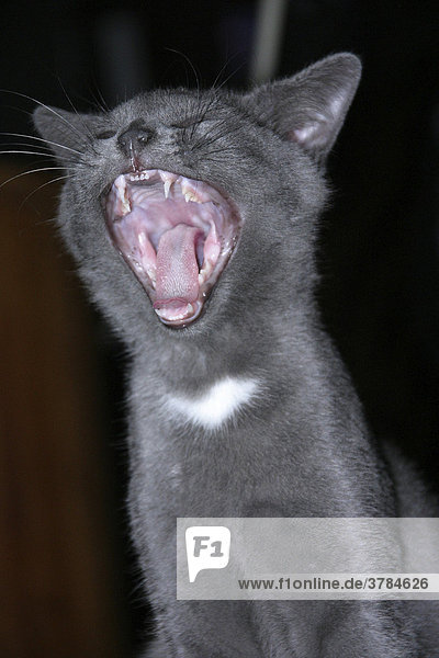 Yawning cat (Felis catus)
