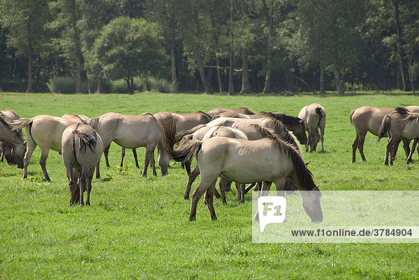 Wild horses at Merfelder Bruch near Duelmen  North Rhine-Westfalia  Germany
